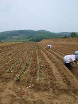 팜모닝 고구마·자유게시판 게시글 이미지