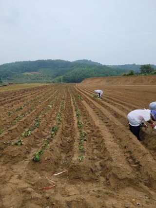 권석민님의 고구마 · 자유게시판 작성글 사진