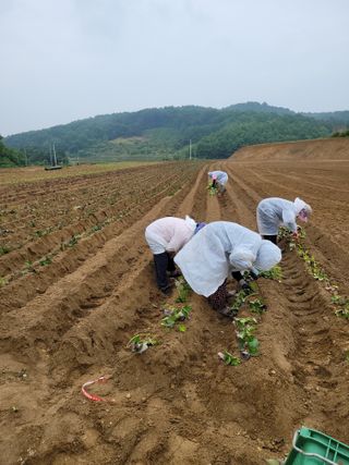 권석민님의 고구마 · 자유게시판 작성글 사진