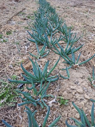 휴민트신님의 금쪽같은 내 작물 자랑하기 · 참여 작성글 사진