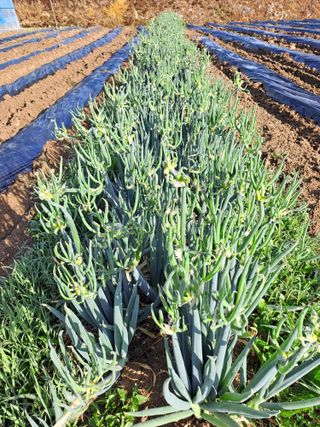 휴민트신님의 금쪽같은 내 작물 자랑하기 · 참여 작성글 사진