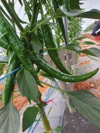 알 수 없음님의 금쪽같은 내 작물 자랑하기 · 참여 작성글 사진