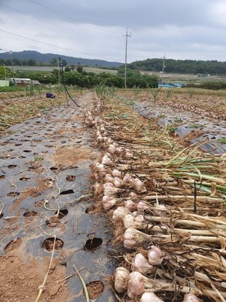 알 수 없음님의 금쪽같은 내 작물 자랑하기 · 참여 작성글 사진