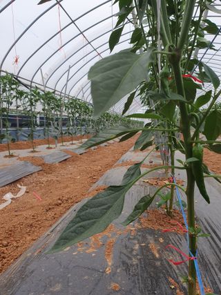 알 수 없음님의 금쪽같은 내 작물 자랑하기 · 참여 작성글 사진