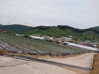 吳宇夏 오솔길오두막님의 고추 · 일상 작성글 사진