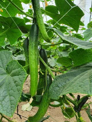 김옥자님의 오이 · 자유게시판 작성글 사진