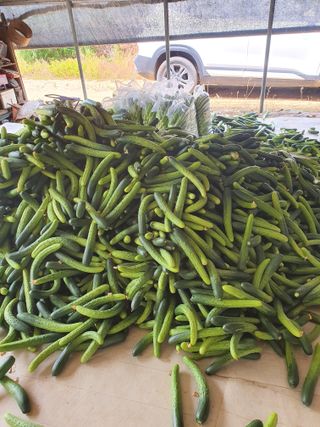 김옥자님의 오이 · 자유게시판 작성글 사진