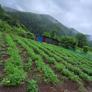 농부쑤니님의 금쪽같은 내 작물 자랑하기 · 참여 작성글 사진