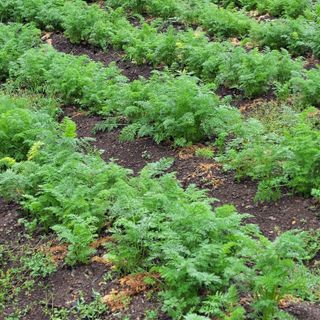 농부쑤니님의 금쪽같은 내 작물 자랑하기 · 참여 작성글 사진