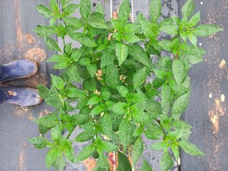 조성국님의 고추 · 품종•종자 작성글 사진