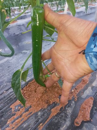 조성국님의 고추 · 품종•종자 작성글 사진