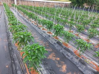 조성국님의 고추 · 품종•종자 작성글 사진