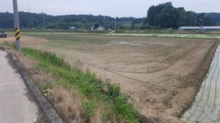 황영출님의 벼 · 자유게시판 작성글 사진