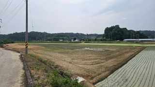 황영출님의 벼 · 자유게시판 작성글 사진