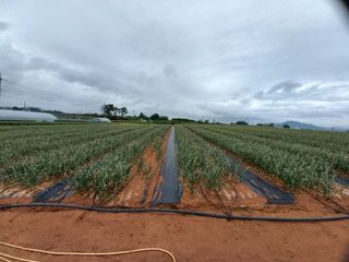 조성국님의 마늘 · 일상 작성글 사진