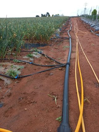 조성국님의 마늘 · 일상 작성글 사진