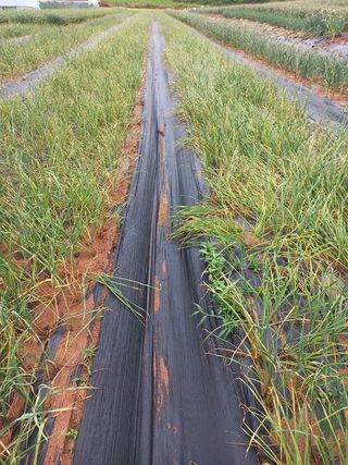 조성국님의 마늘 · 일상 작성글 사진