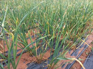 조성국님의 마늘 · 일상 작성글 사진