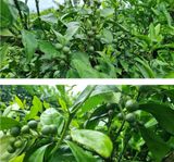 팜모닝 자유주제·자유게시판 게시글 이미지