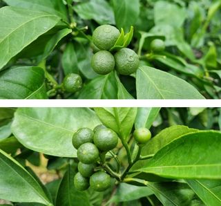 그린톡톡 오계상님의 자유주제 · 자유게시판 작성글 사진