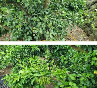 그린톡톡 오계상님의 자유주제 · 자유게시판 작성글 사진