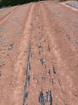 팜모닝 참깨·자유게시판 게시글 이미지