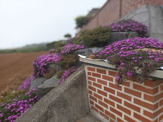 김은숙님의 참깨 · 자유게시판 작성글 사진