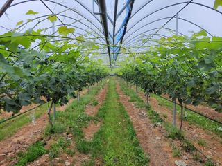 오현석 님의 포도 · 자유게시판 작성글 사진