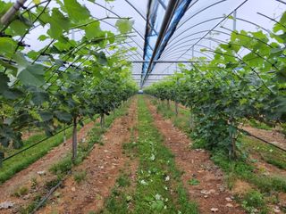 오현석 님의 포도 · 자유게시판 작성글 사진