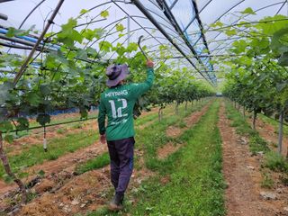 오현석 님의 포도 · 자유게시판 작성글 사진