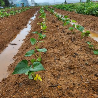 자연과의 소통님의 금쪽같은 내 작물 자랑하기 · 참여 작성글 사진