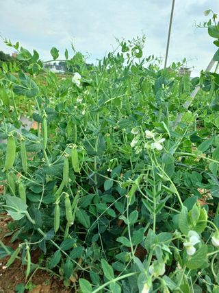 귤29729님의 콩 · 자유게시판 작성글 사진