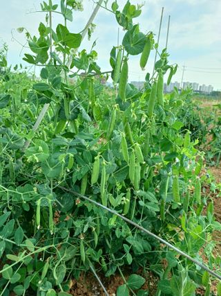 귤29729님의 콩 · 자유게시판 작성글 사진