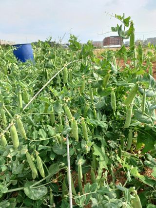 귤29729님의 콩 · 자유게시판 작성글 사진