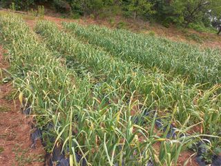 박춘형님의 마늘 · 마늘 쪽 비대기 작성글 사진