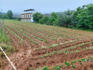 김명복님의 금쪽같은 내 작물 자랑하기 · 참여 작성글 사진