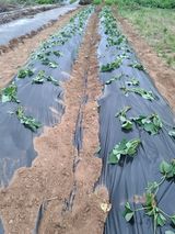 팜모닝 고구마·자유게시판 게시글 이미지