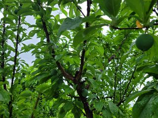 아준님의 참깨 · 자유게시판 작성글 사진