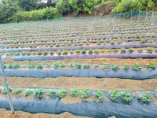 아준님의 참깨 · 자유게시판 작성글 사진