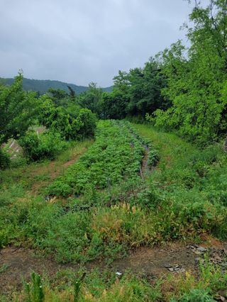 아준님의 참깨 · 자유게시판 작성글 사진