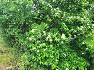 아준님의 참깨 · 자유게시판 작성글 사진