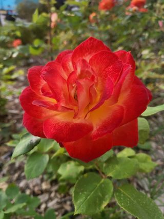 아준님의 참깨 · 자유게시판 작성글 사진