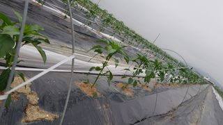 박종성님의 고추 · 지주설치•유인•성장 작성글 사진