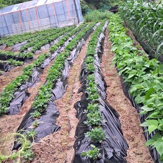 김복실님의 금쪽같은 내 작물 자랑하기 · 참여 작성글 사진