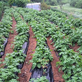 김복실님의 금쪽같은 내 작물 자랑하기 · 참여 작성글 사진