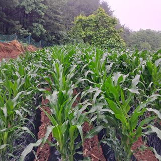 김복실님의 금쪽같은 내 작물 자랑하기 · 참여 작성글 사진