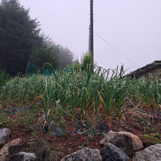 김복실님의 금쪽같은 내 작물 자랑하기 · 참여 작성글 사진