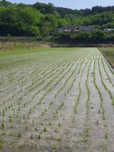 팜모닝 사과·품질 향상 게시글 이미지