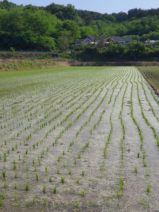 화양농장님의 사과 · 품질 향상 작성글 사진
