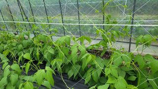 김성종님의 콩 · 자유게시판 작성글 사진